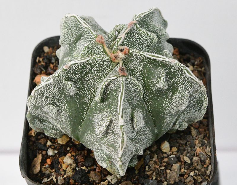 Astrophytum myriostigma cv FUKURYU