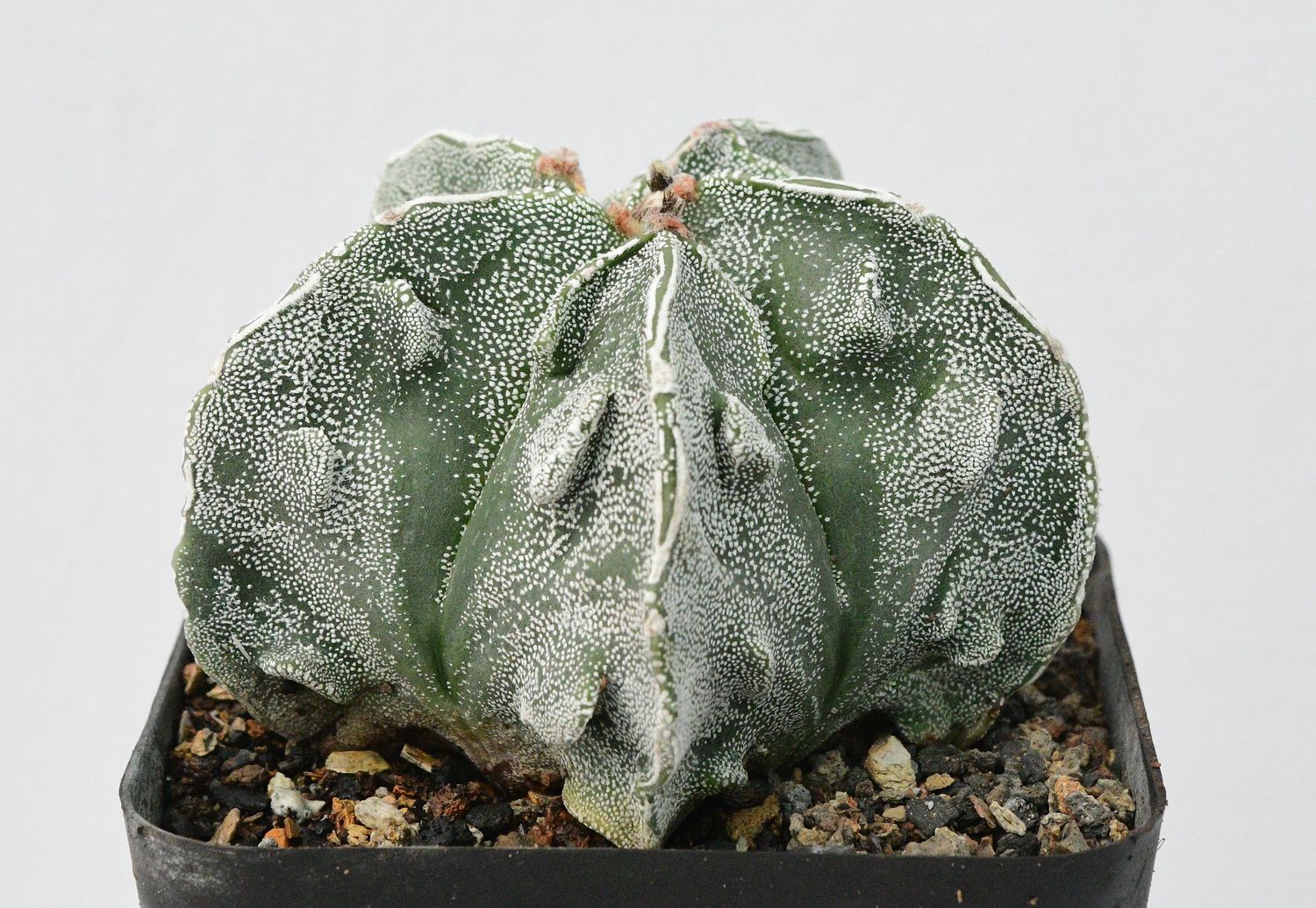 Astrophytum myriostigma cv FUKURYU