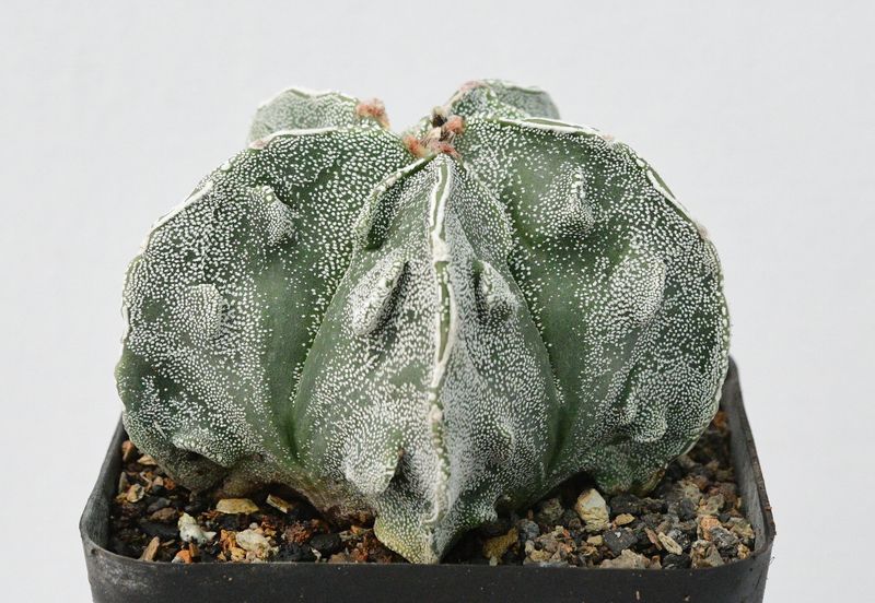 Astrophytum myriostigma cv FUKURYU