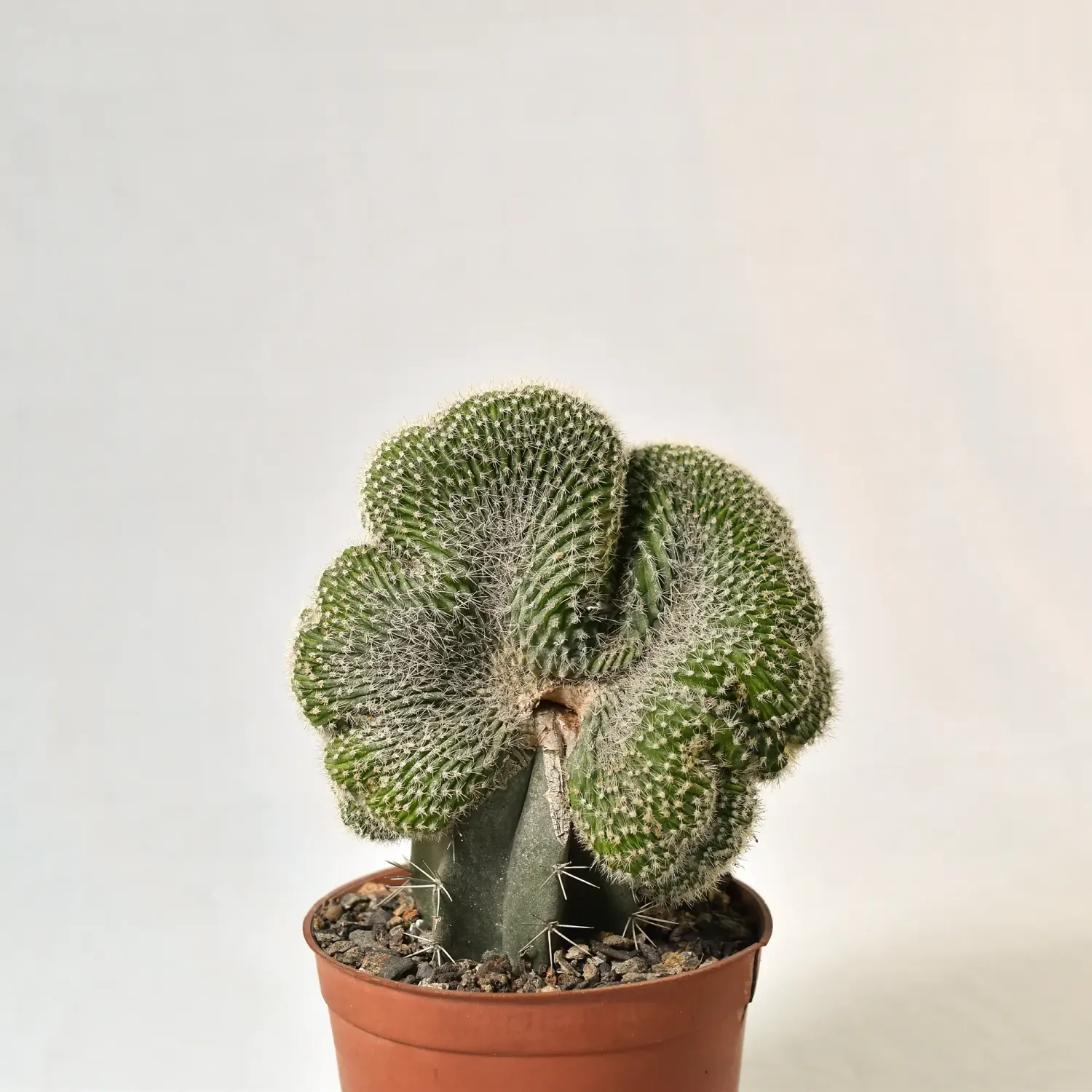 Notocactus leninghausii Crest