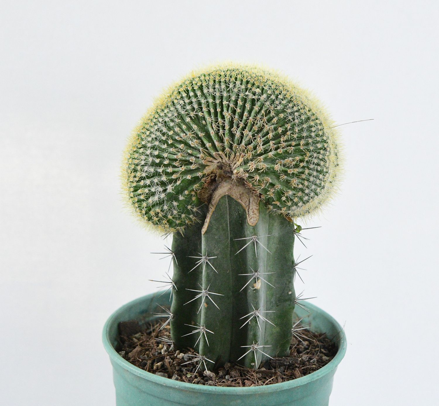 Notocactus leninghausii Crest Notocactus leninghausii Crest