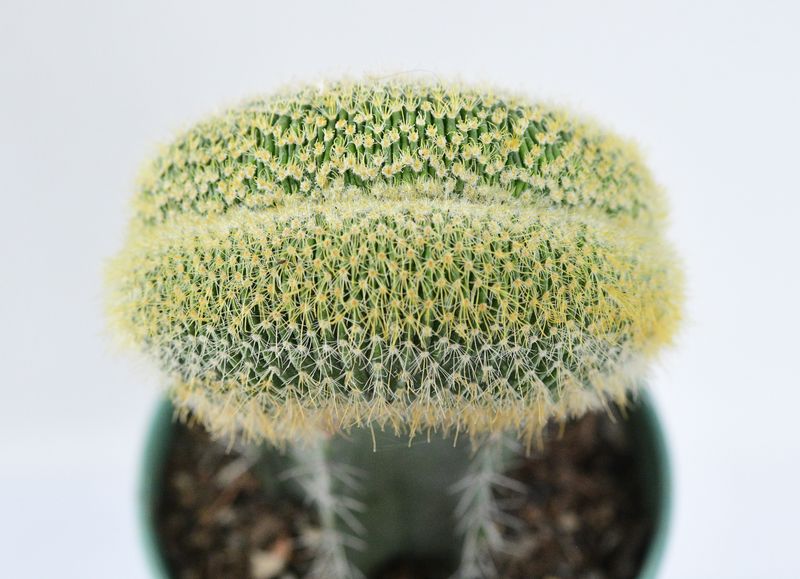 Notocactus leninghausii Crest