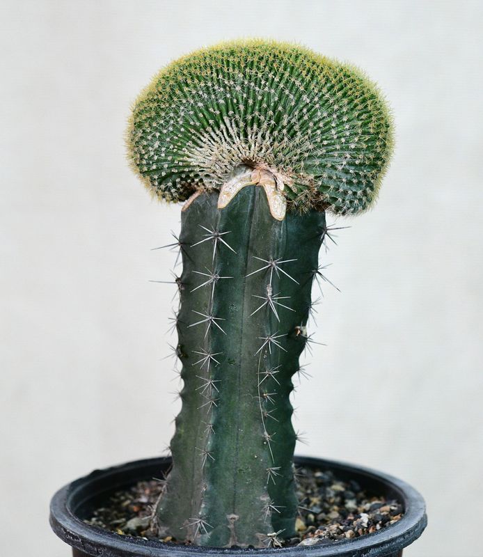 Notocactus leninghausii Crest