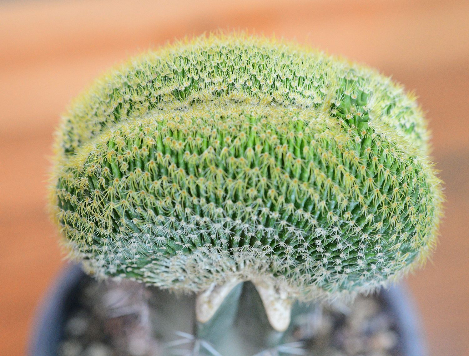 Notocactus leninghausii Crest Notocactus leninghausii Crest close-up of crown