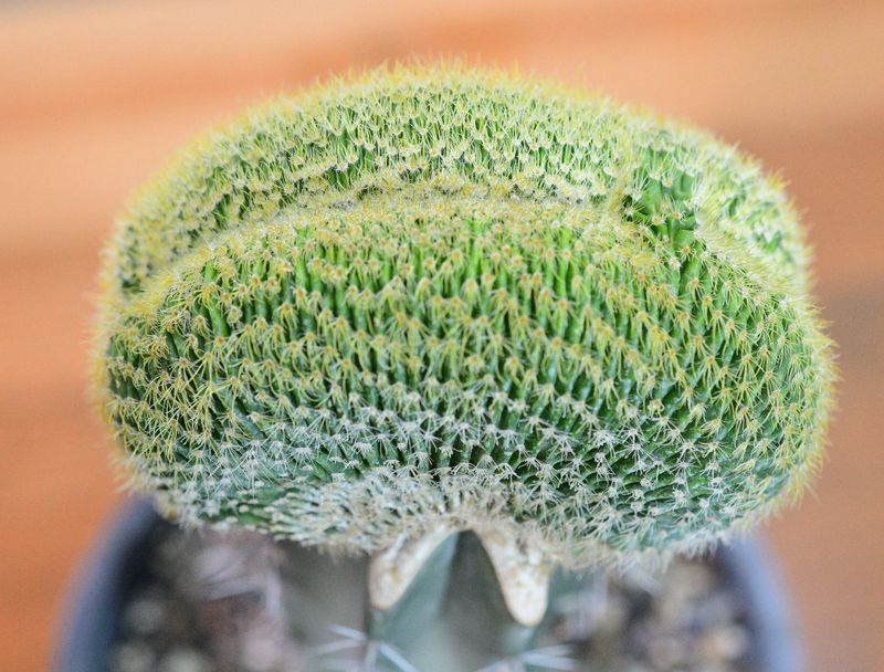 Notocactus leninghausii Crest