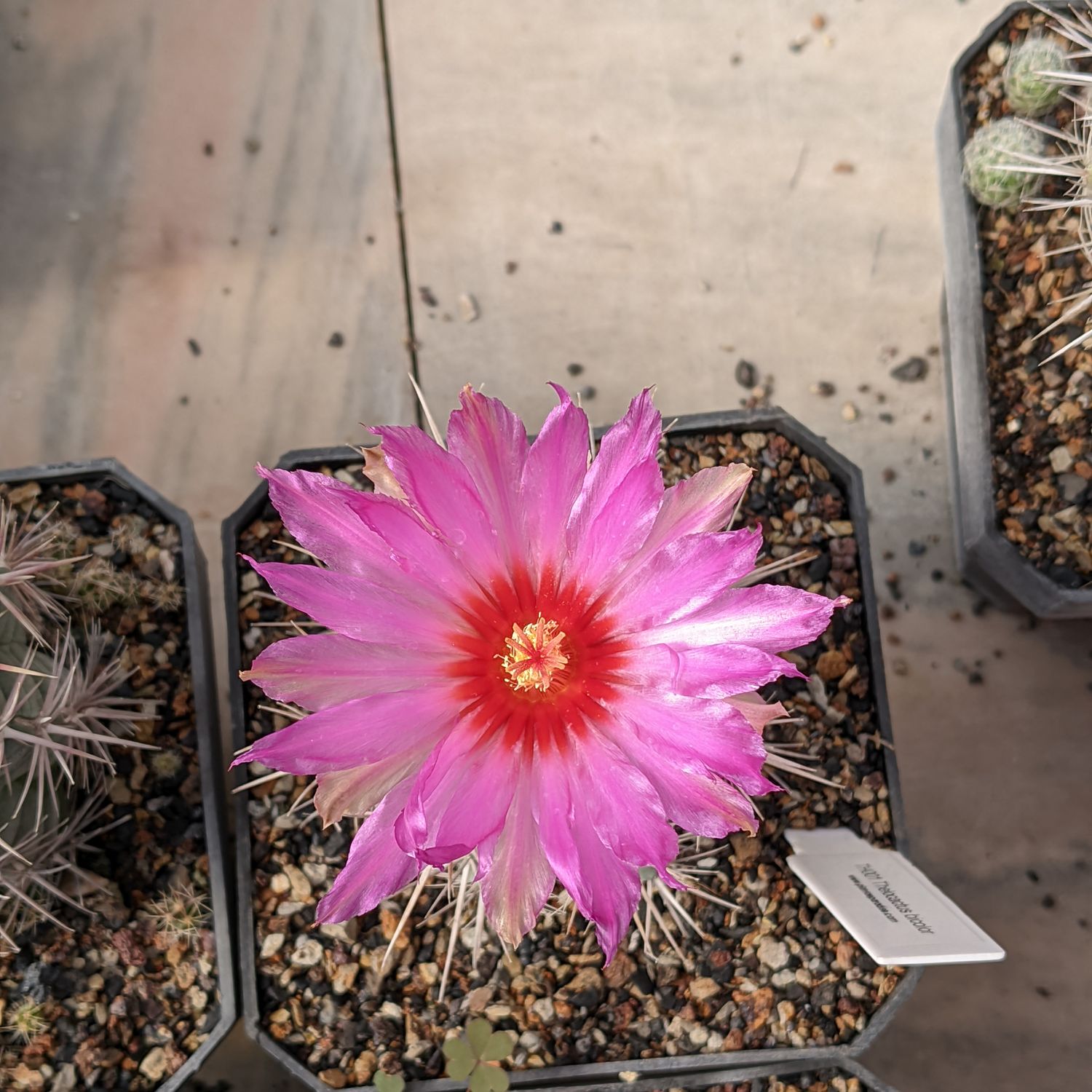 Seeds of Thelocactus bicolor