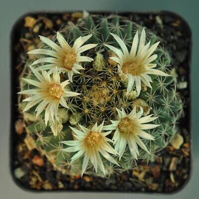 Seeds of Mammillaria Heyderi Ssp. Hemispherica Seeds of Mammillaria Heyderi Ssp. Hemispherica