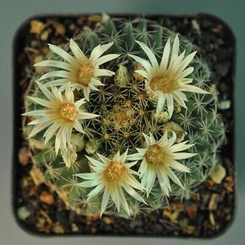 Seeds of Mammillaria Heyderi Ssp. Hemispherica