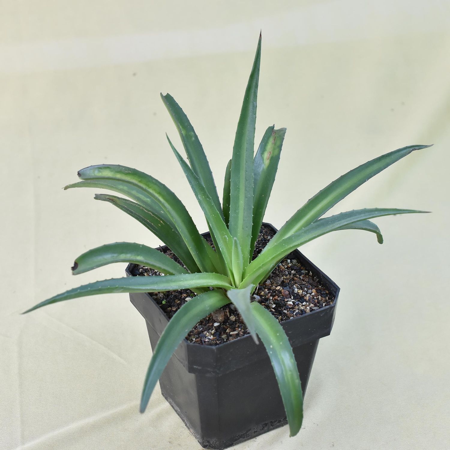 Mangave Shadow Waltz