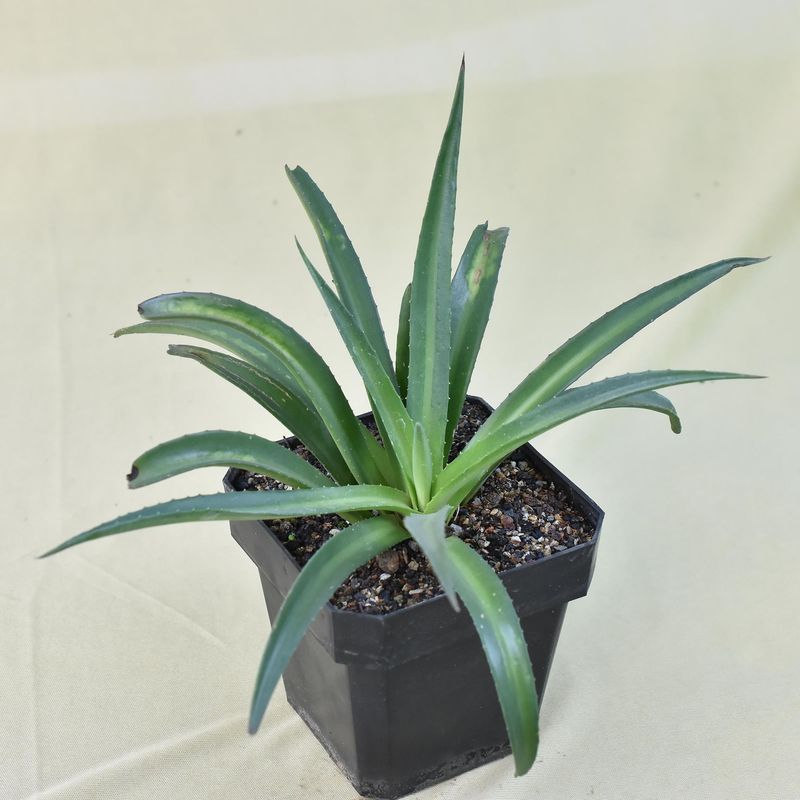 Mangave Shadow Waltz