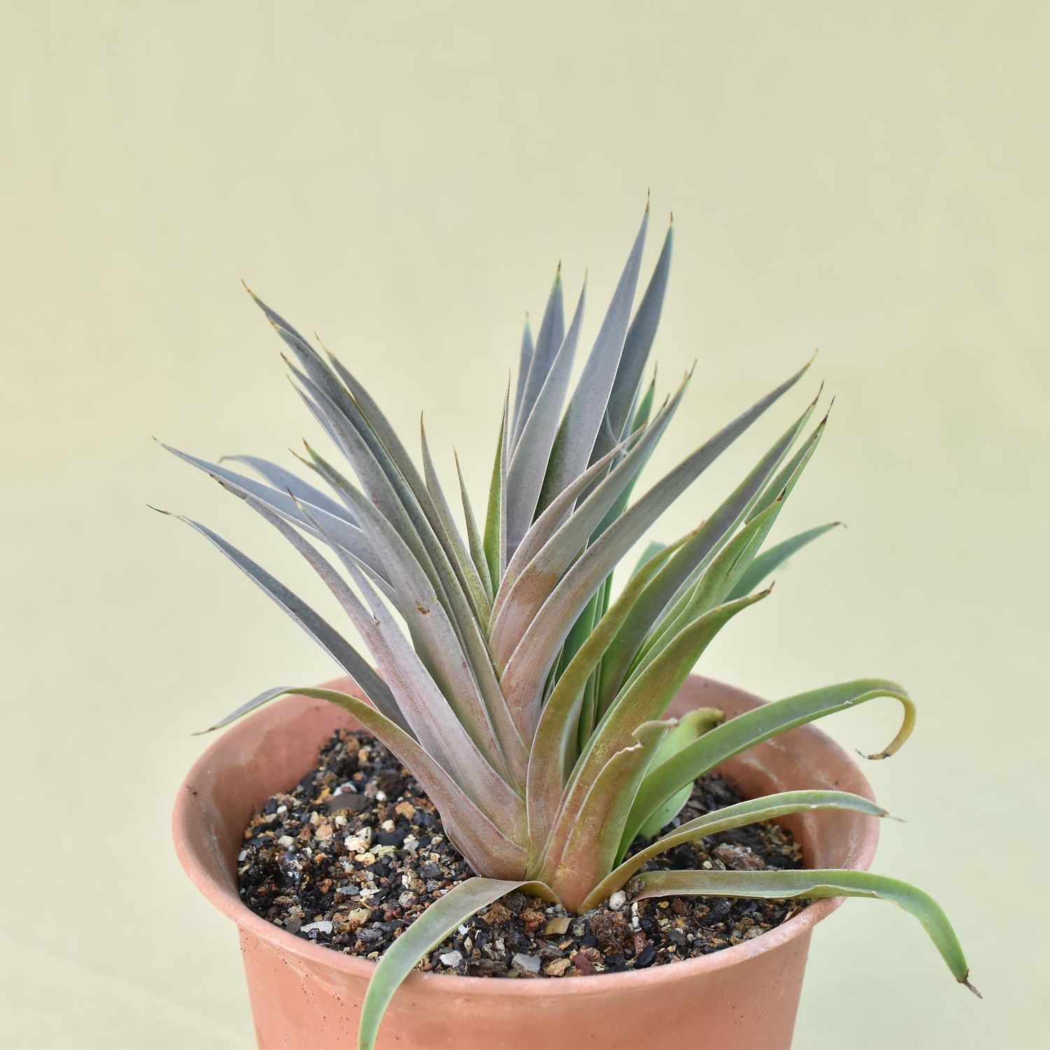 Mangave Pineapple Express