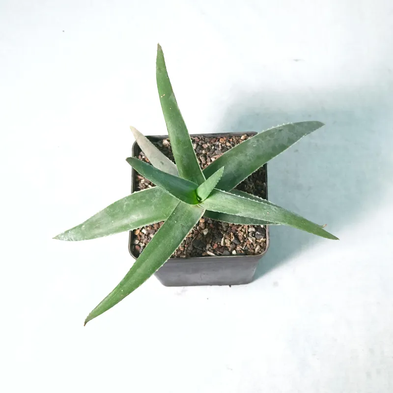 Aloe striata