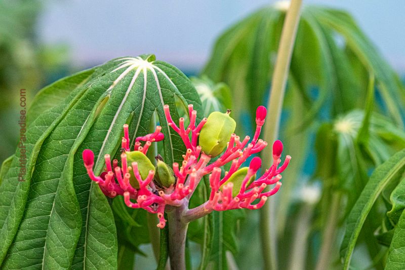 Jatropha multifida (Coral plant or Coralbush) Jatropha multifida (Coral plant or Coralbush) in bloom with red and yellow clustered flowers