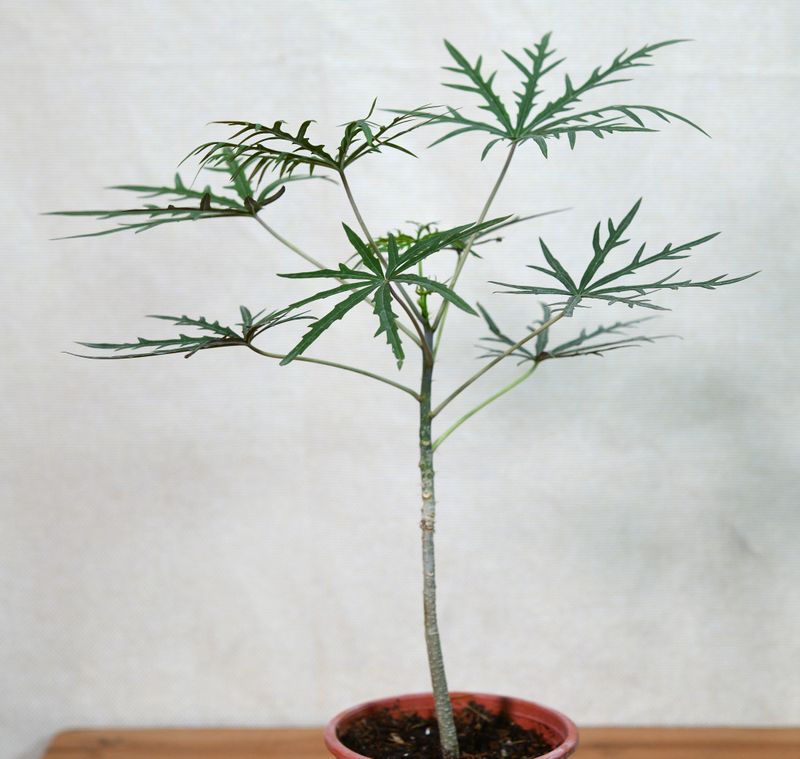 Jatropha multifida (Coral plant or Coralbush) young potted plant with feathery foliage