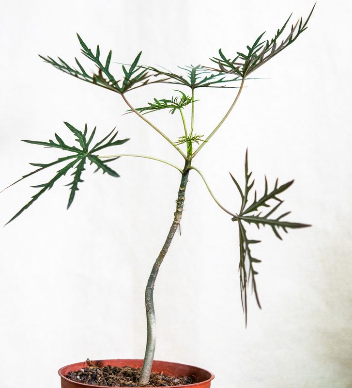 Jatropha multifida (Coral plant or Coralbush) young potted plant with delicate palmate foliage