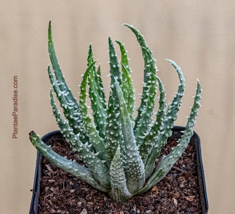 Aloe Humilis x Pratensis (Dark Green Clone)