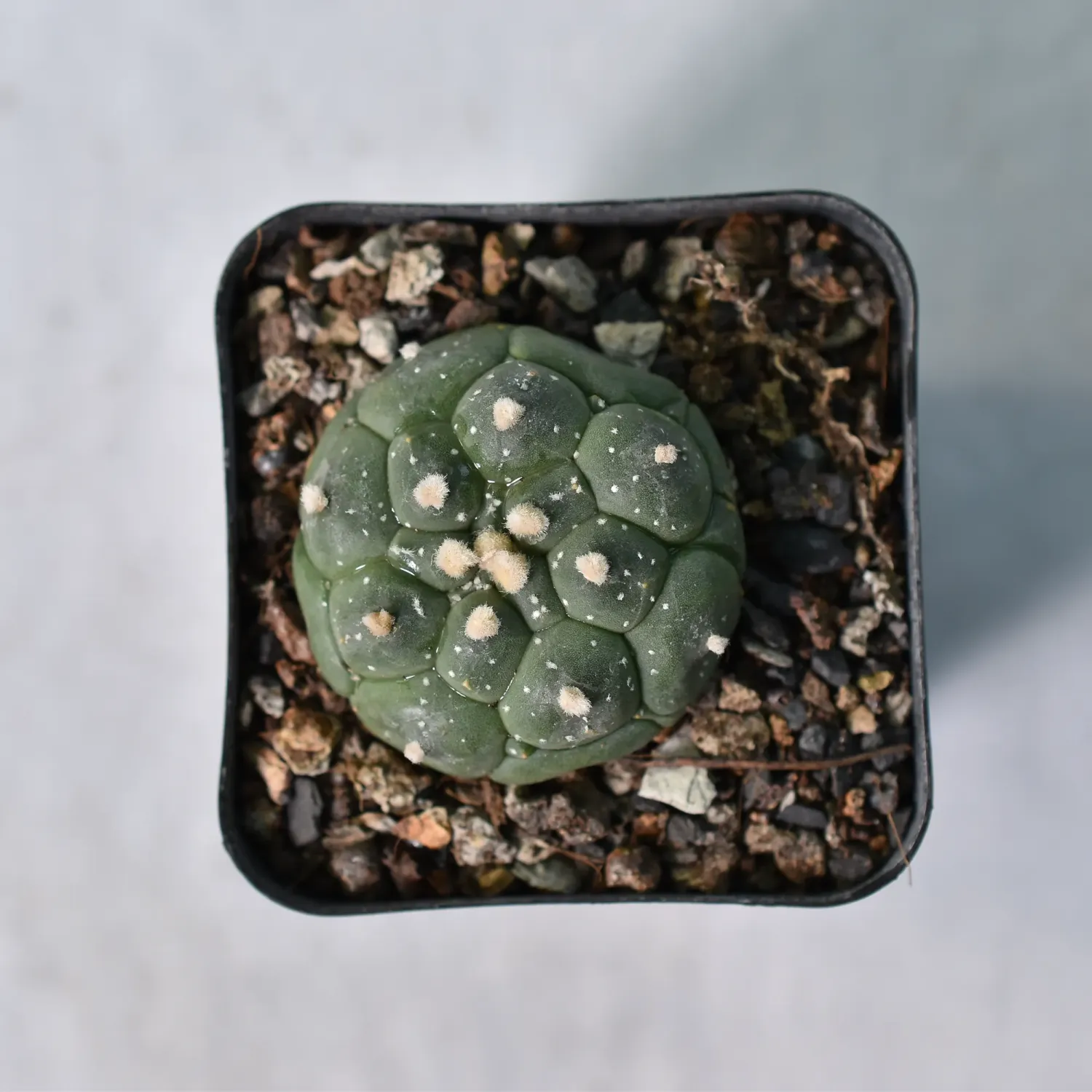 Astrophytum Asterias cv Turtle