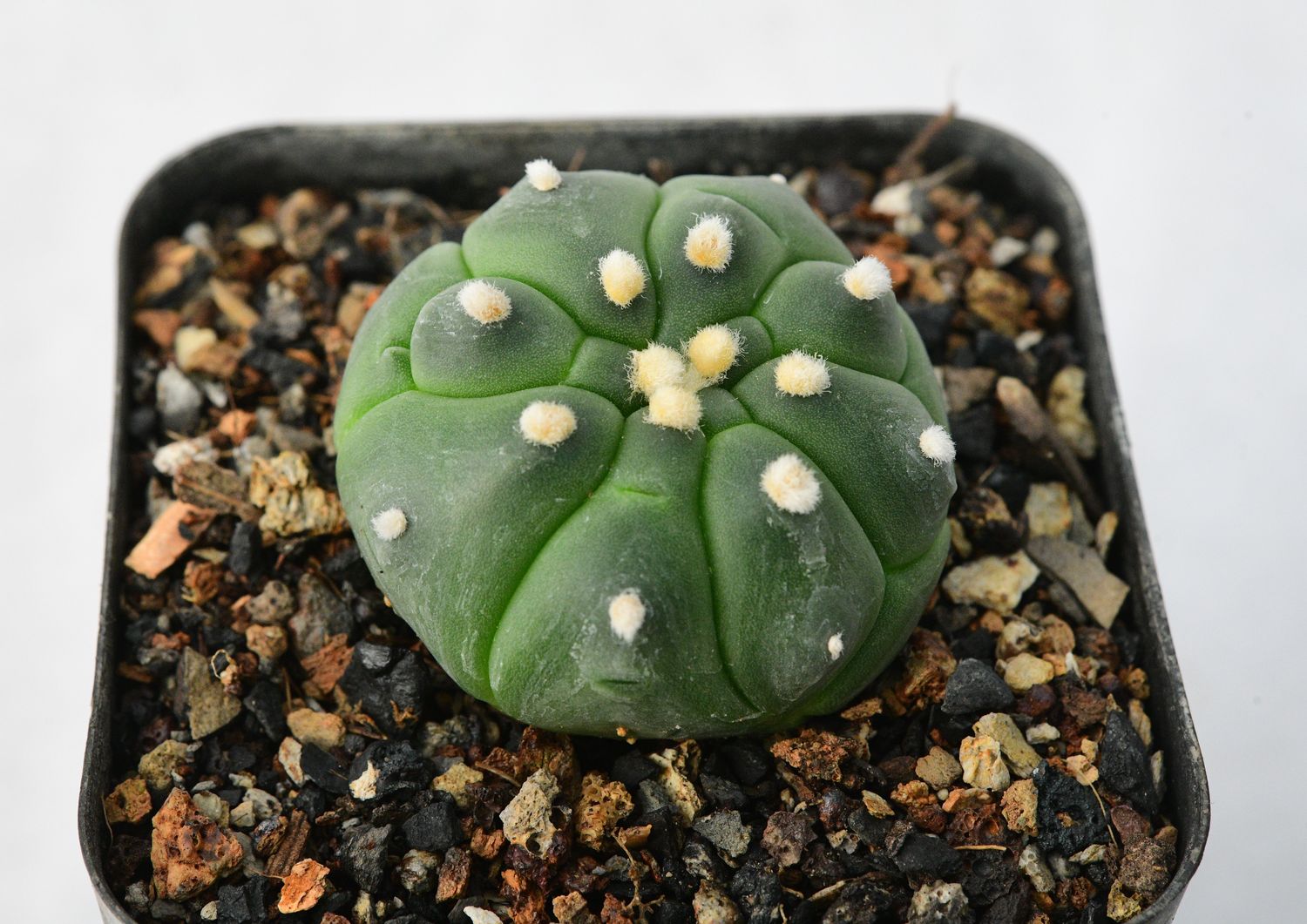 Astrophytum Asterias cv Turtle