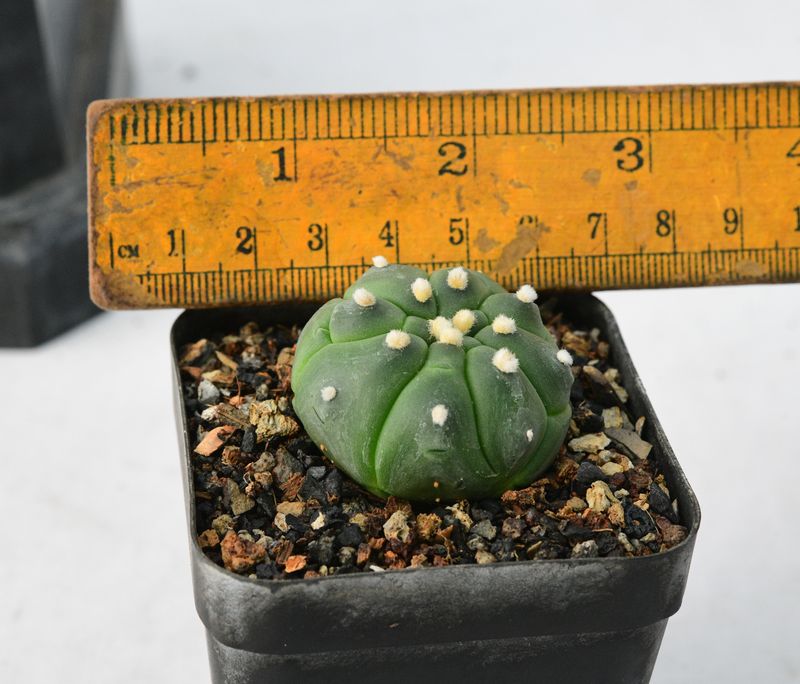 Astrophytum Asterias cv Turtle