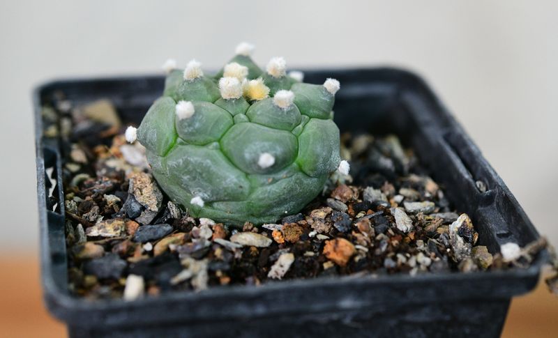 Astrophytum asterias cv Turtle Astrophytum asterias cv Turtle top-down view