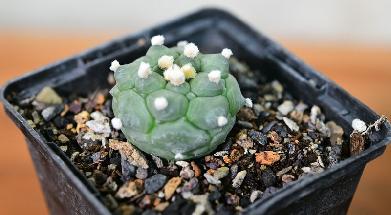 Astrophytum asterias cv Turtle front angle view