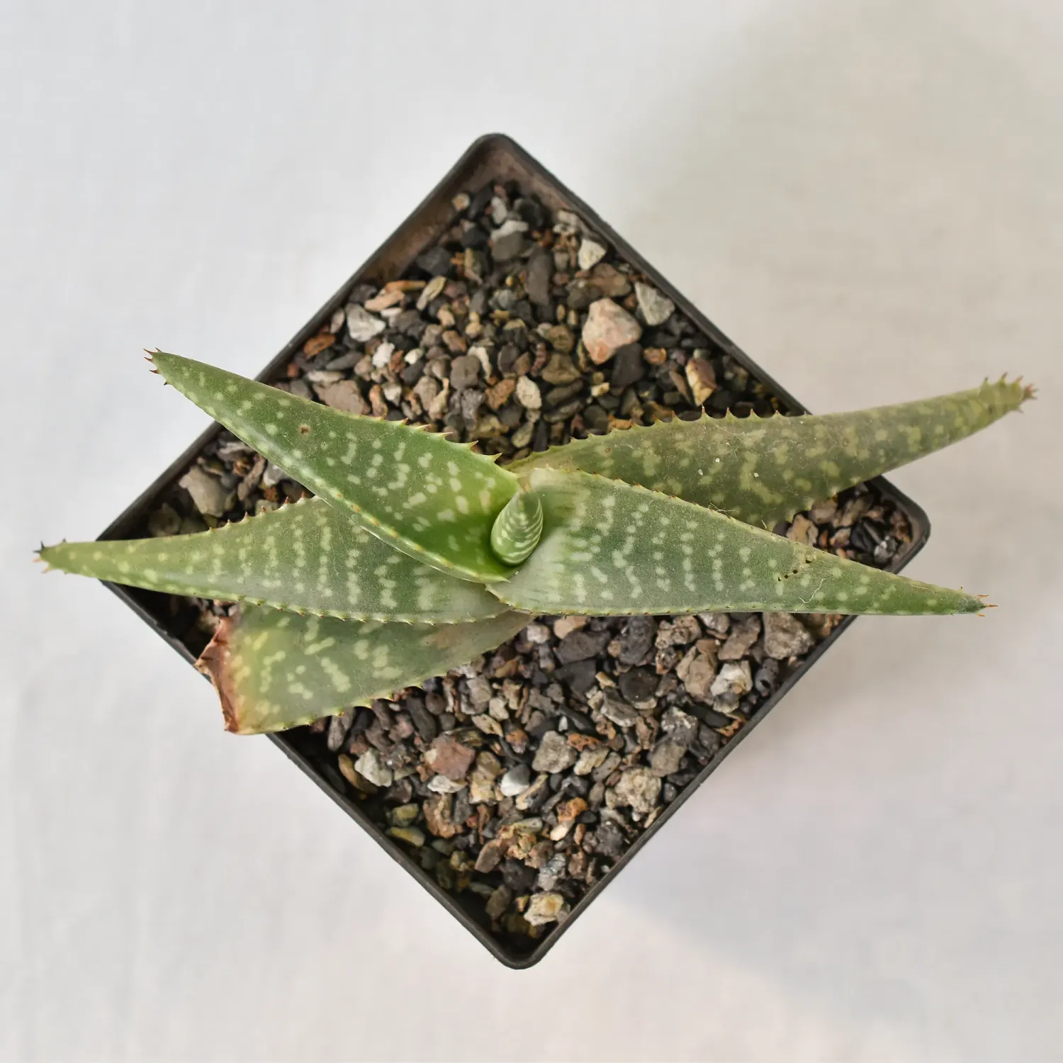 Aloe Maculata