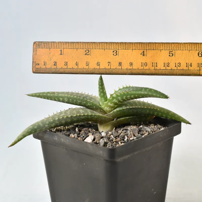 Aloe Maculata