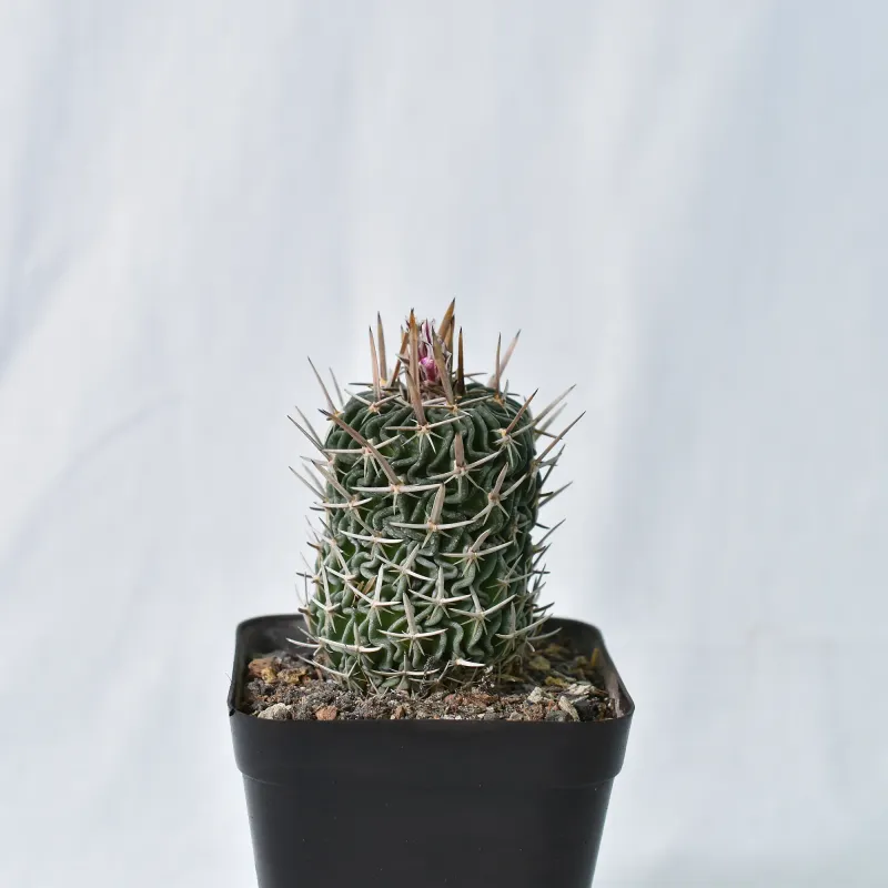 Echinofossulocactus Echinofossulocactus "tecomovaca" VZD 765