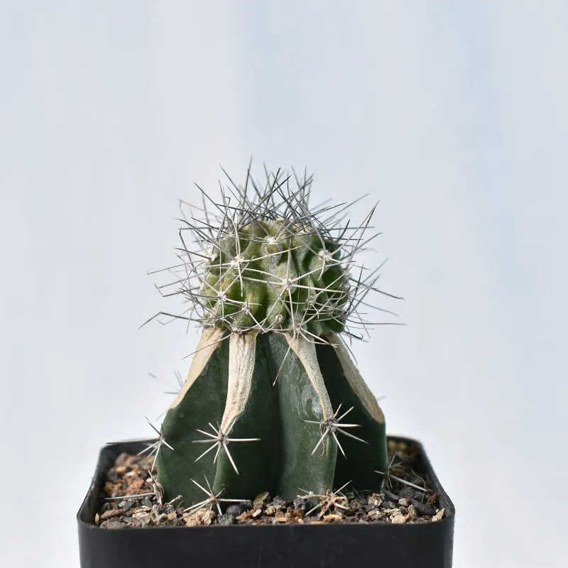 Copiapoa paposoensis