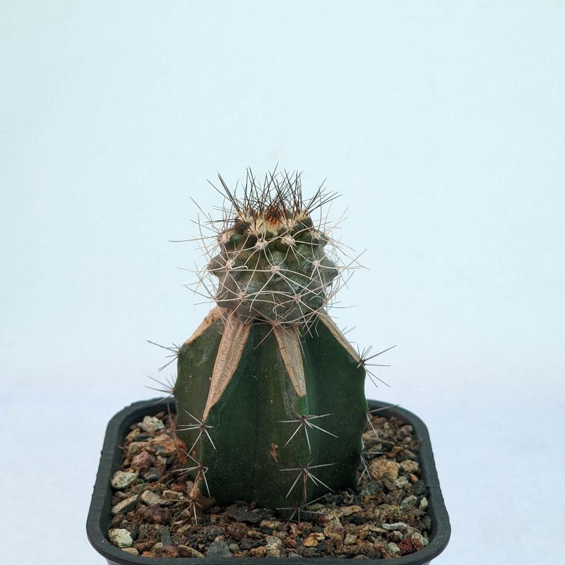 Copiapoa paposoensis