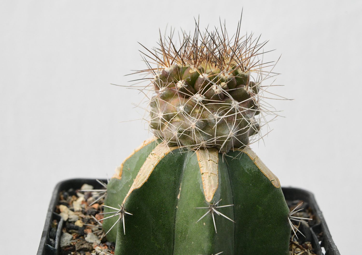 Copiapoa paposoensis