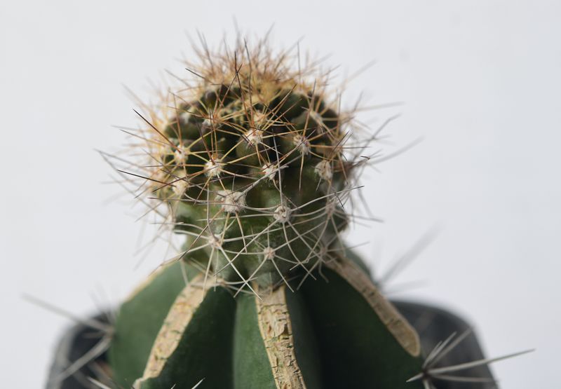 Copiapoa paposoensis close-up of spine crown