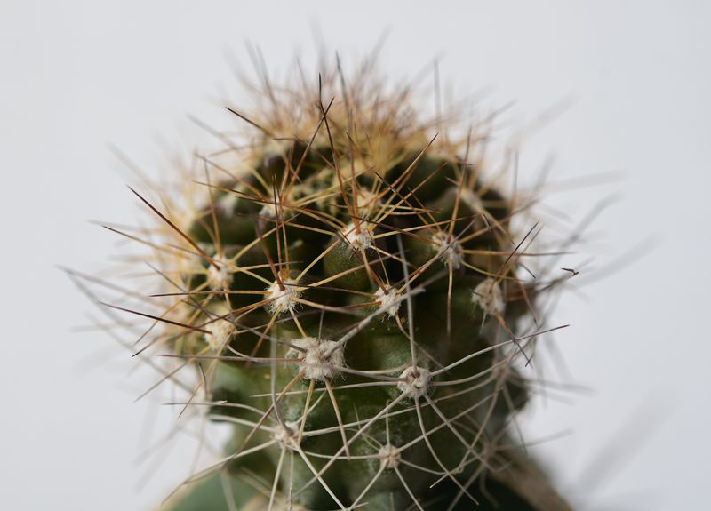 Copiapoa paposoensis close-up crown, different angle