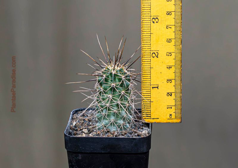 Echinocereus engelmannii v. variegatus