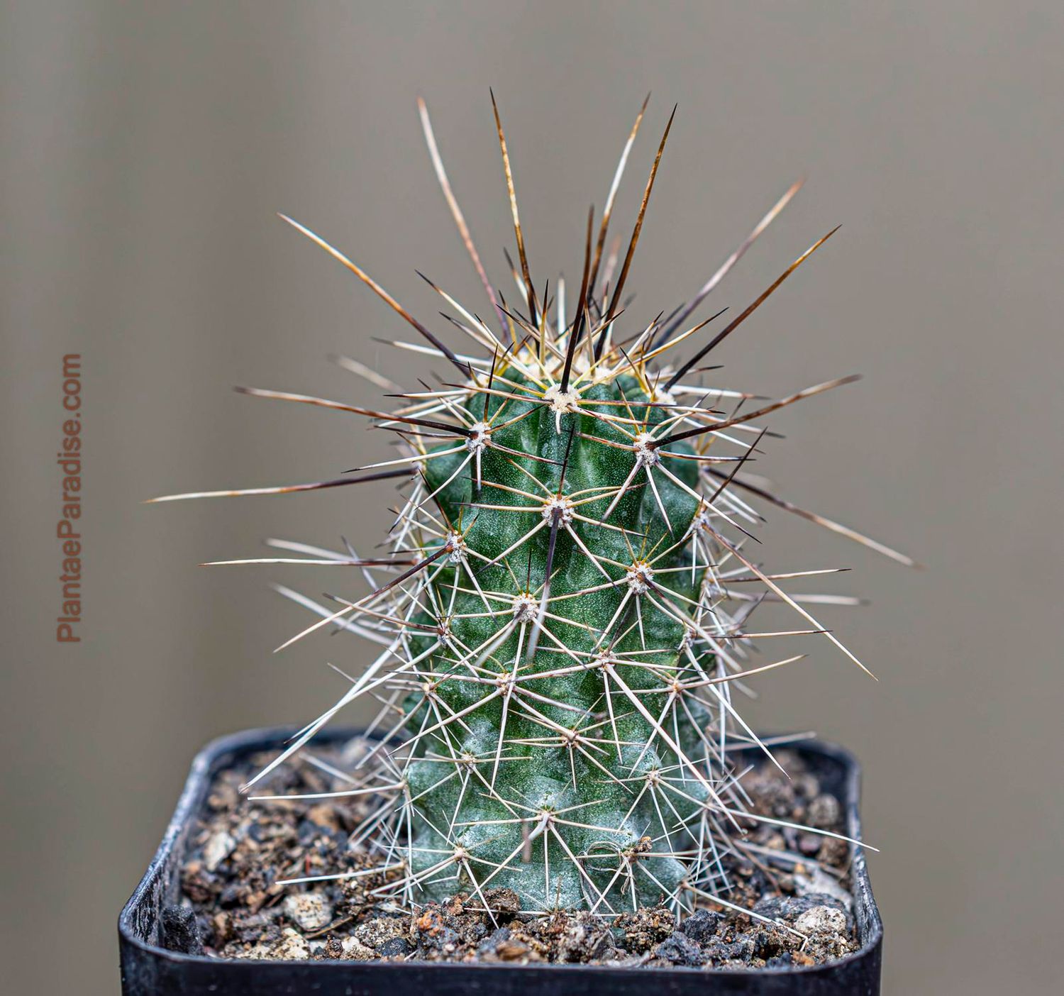 Echinocereus engelmannii v. variegatus Echinocereus engelmannii v. variegatus full plant view