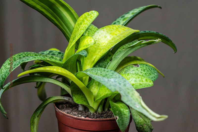 Drimiopsis maculata variegata in terra cotta pot side angle