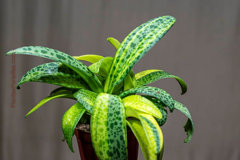 Drimiopsis maculata variegata Drimiopsis maculata variegata potted plant front view