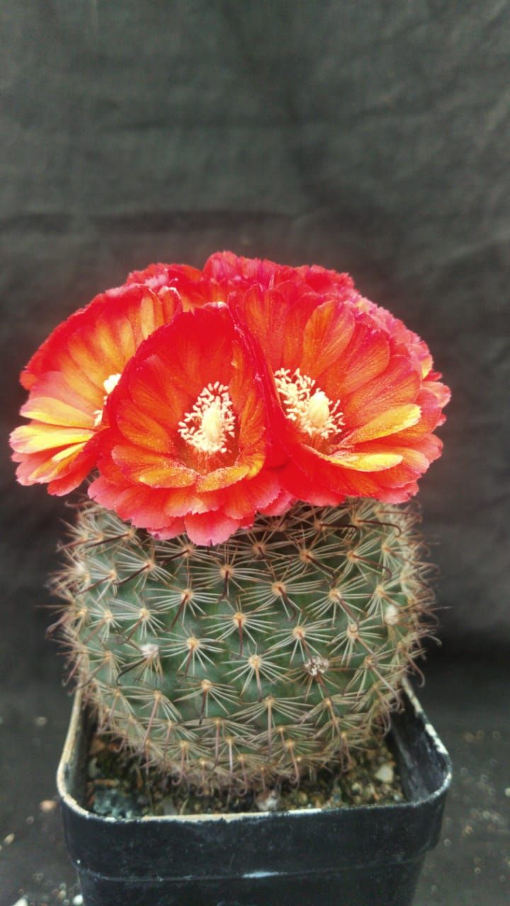 Parodia sanguiniflora with Red Flower