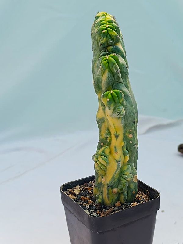 Myrtillocactus geometrizans crest variegata ROOTED front view