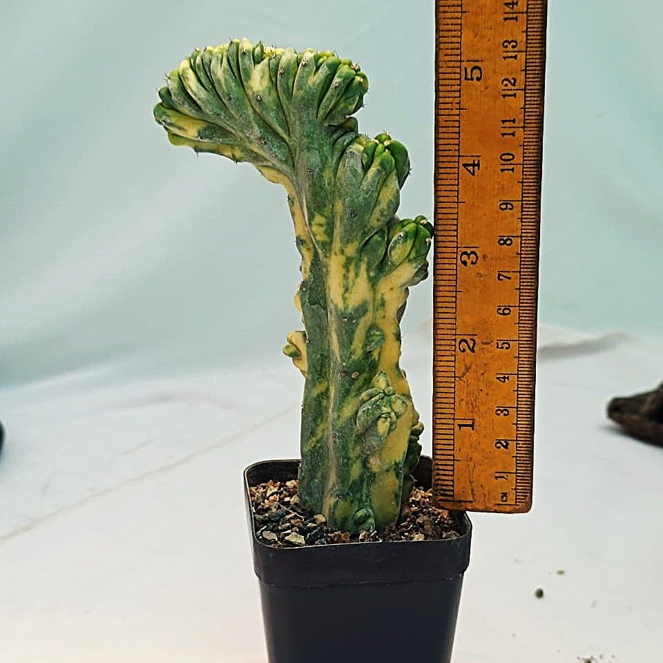Myrtillocactus geometrizans crest variegata ROOTED