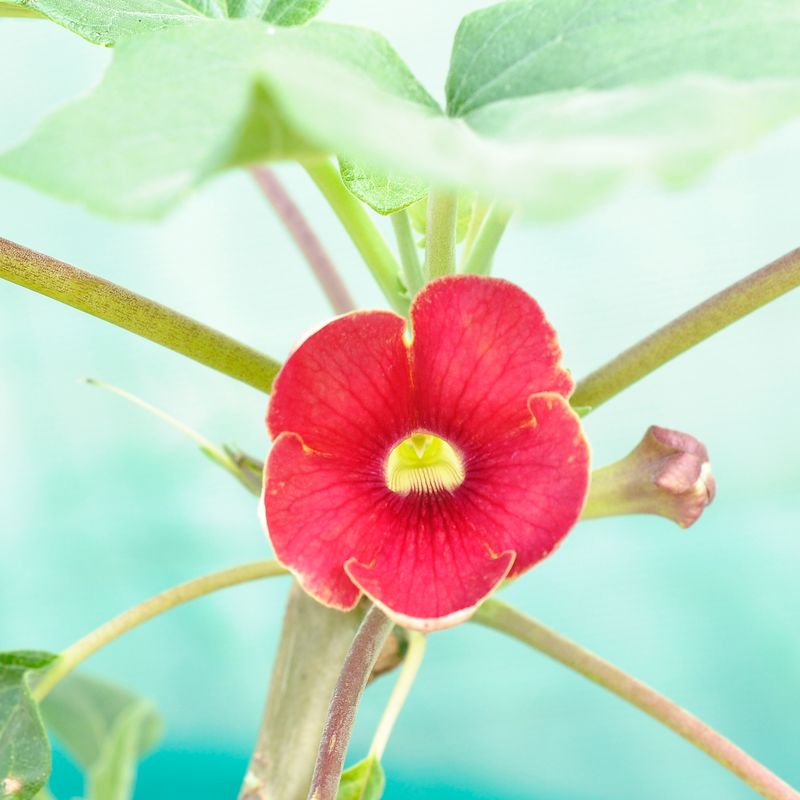 Uncarina hybrid - Cherry Red single flower close-up
