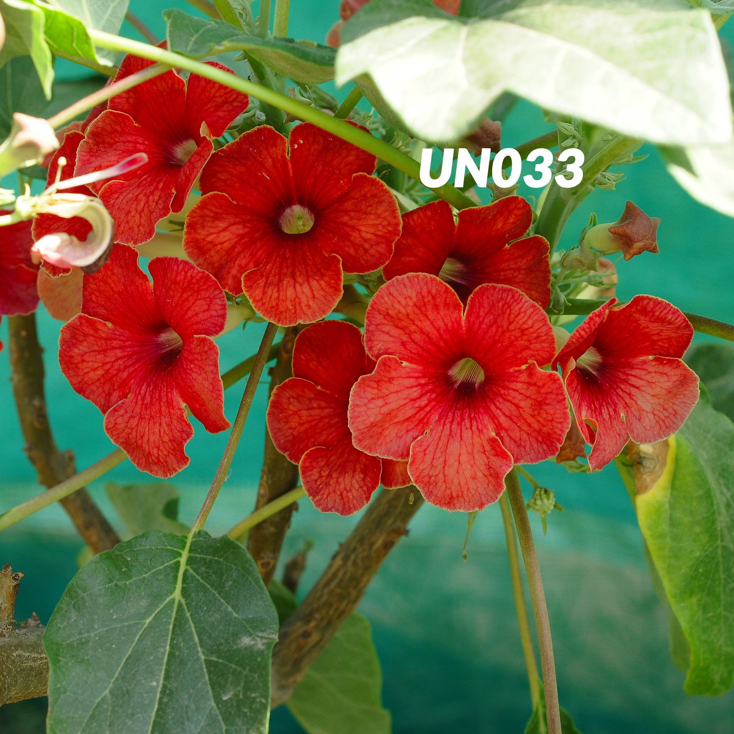 Uncarina hybrid - Cherry Red cluster of blooms