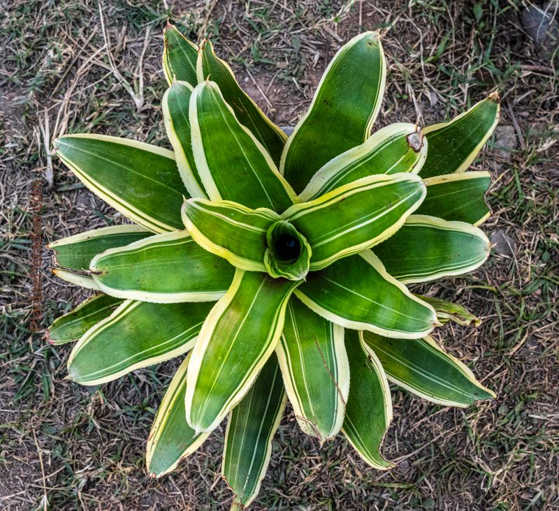 Bromeliad Neoregelia Flandria top-down studio shot