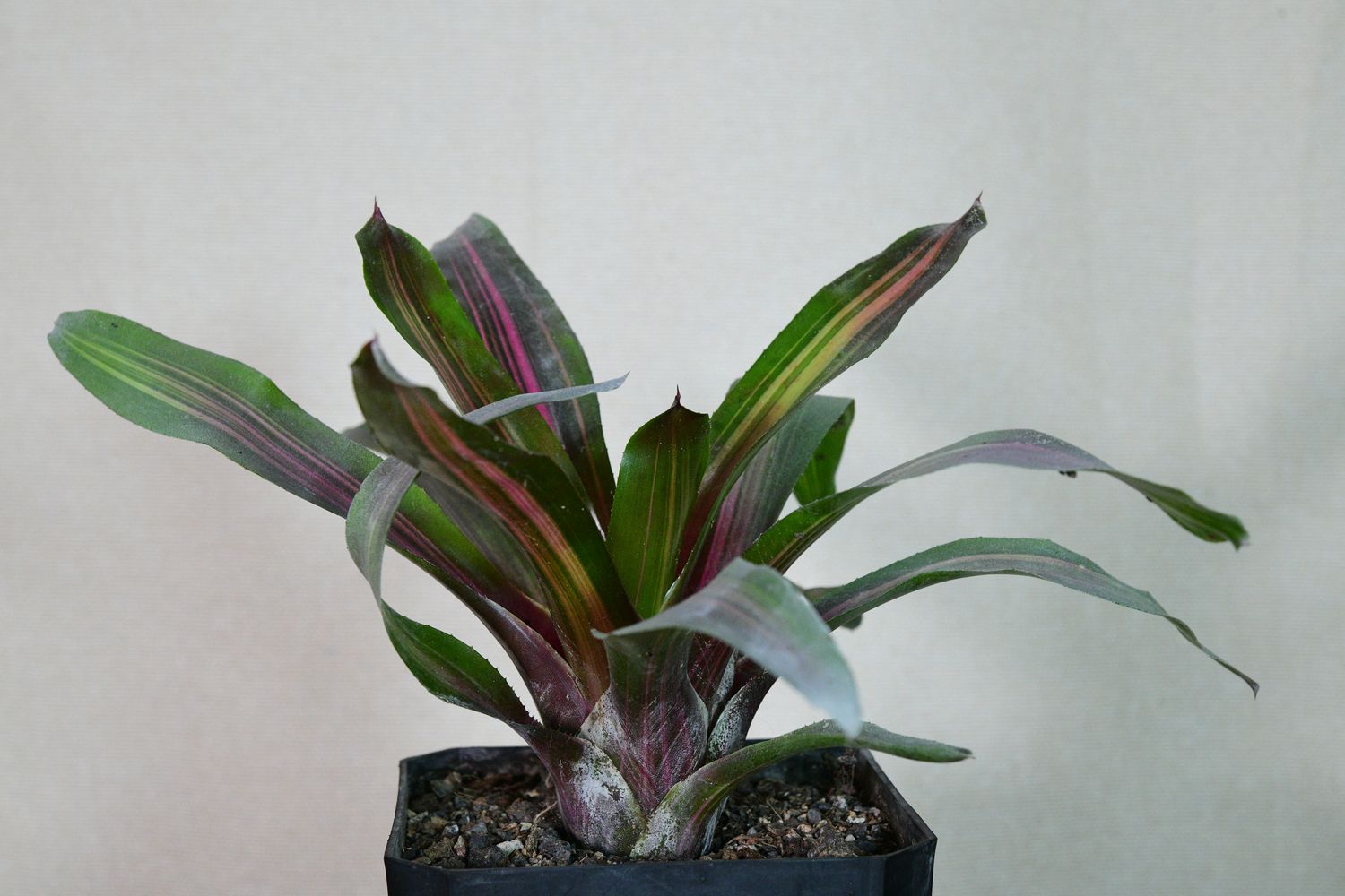 Bromeliad neoregelia 'Lila Candy Stripe' (A Blushing Bromeliad) Bromeliad neoregelia 'Lila Candy Stripe' (A Blushing Bromeliad)