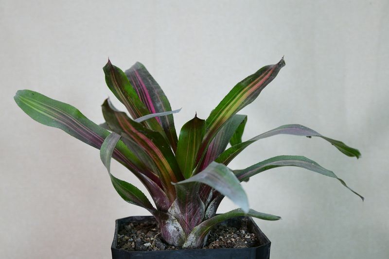 Bromeliad neoregelia 'Lila Candy Stripe' (A Blushing Bromeliad)
