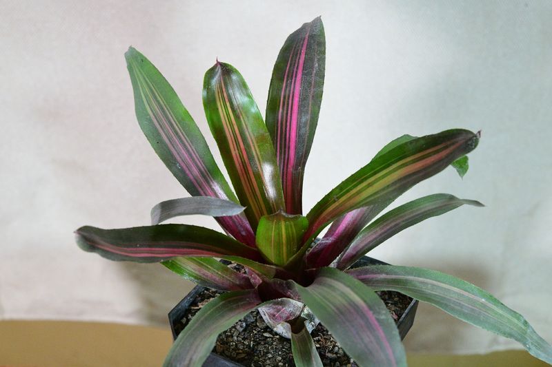 Bromeliad neoregelia 'Lila Candy Stripe' (A Blushing Bromeliad)