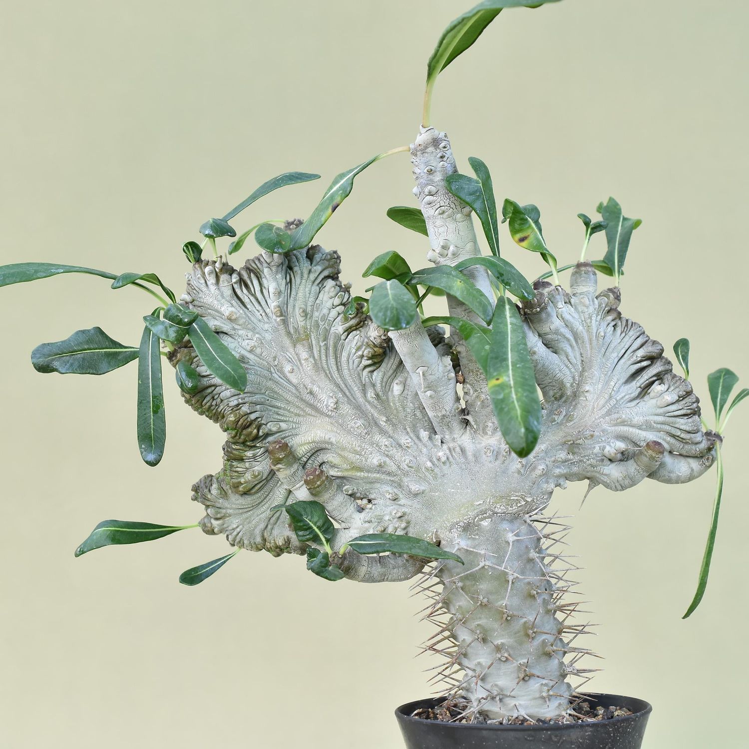 Pachypodium lamerei crest monstrose form