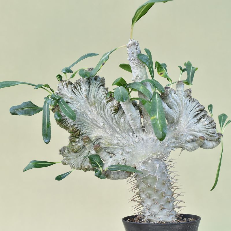 Pachypodium lamerei crest monstrose form