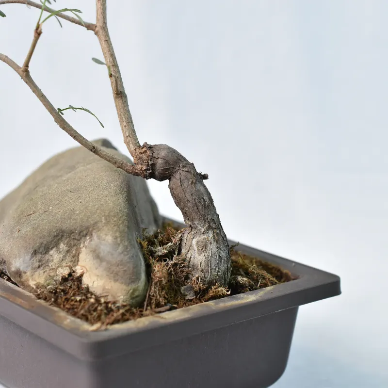 Operculicarya decaryi