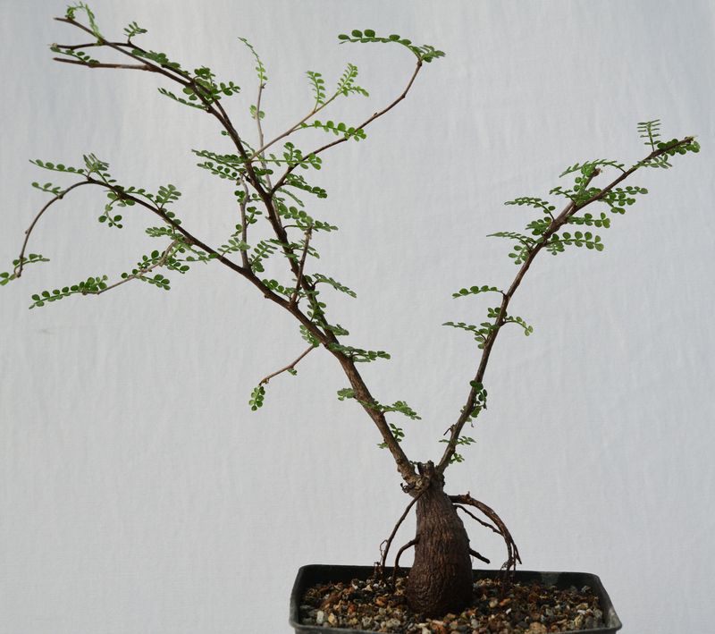 Operculicarya decaryi Operculicarya decaryi